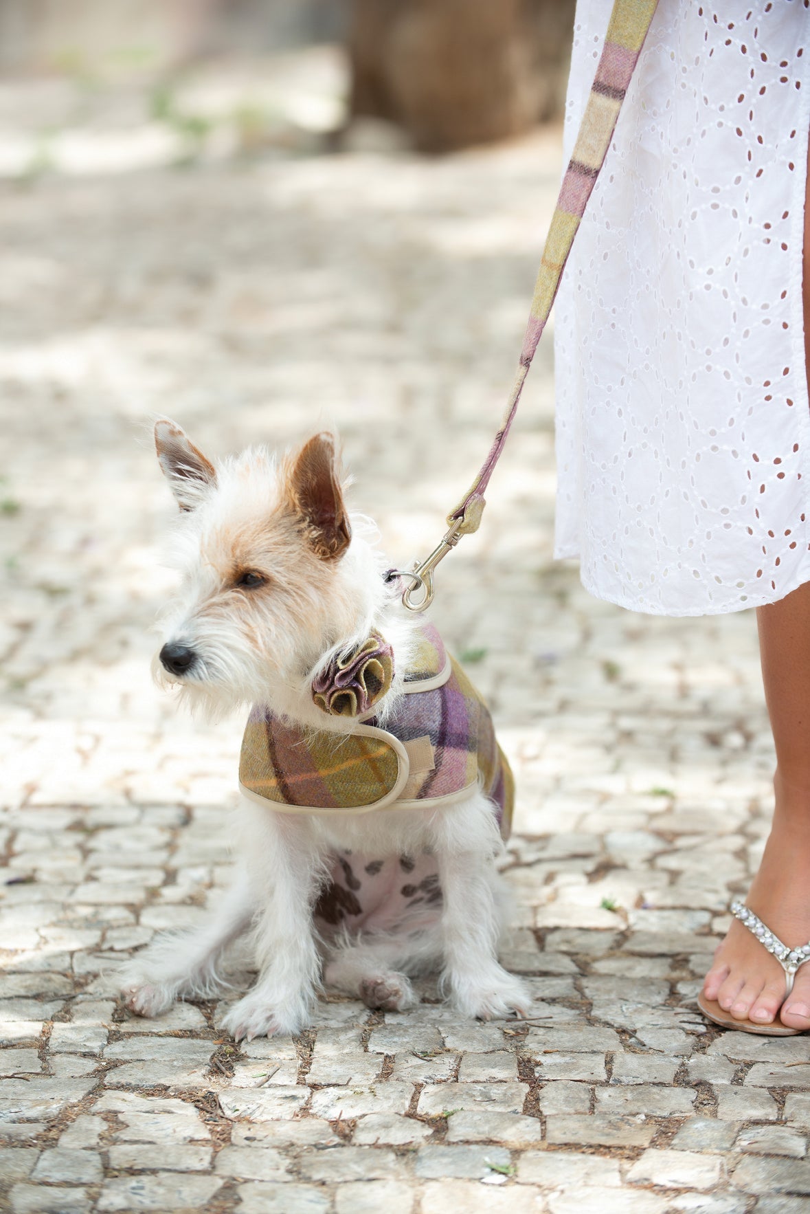 Jasper Dog Coat - ガーグレーブライラック