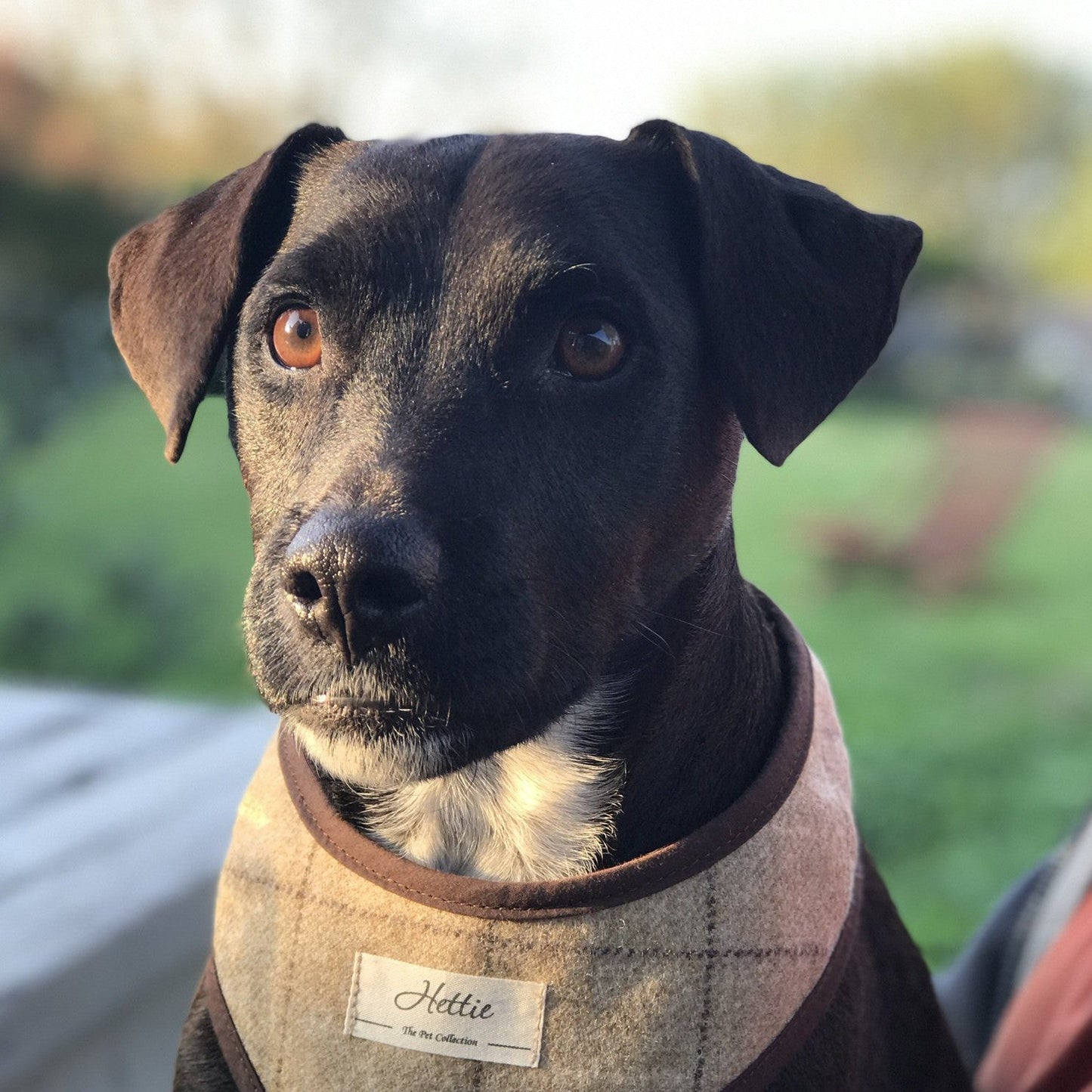 Scooby Dog Harness - スレート オートミール
