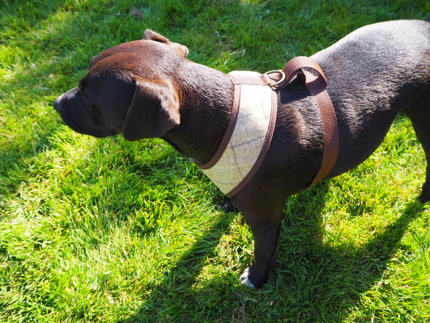 Scooby Dog Harness - スレート オートミール