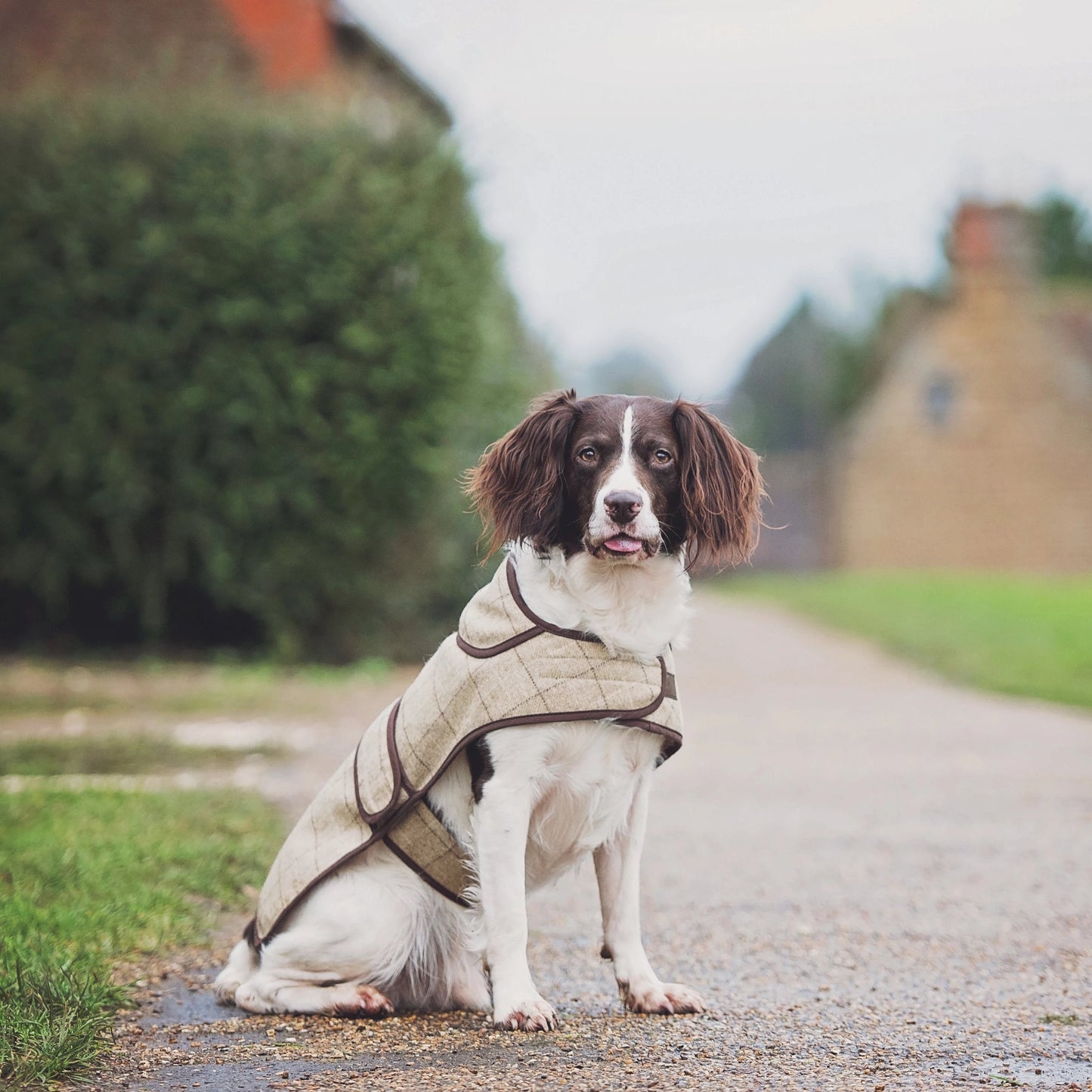 Jasper Dog Coat - スレート オートミール