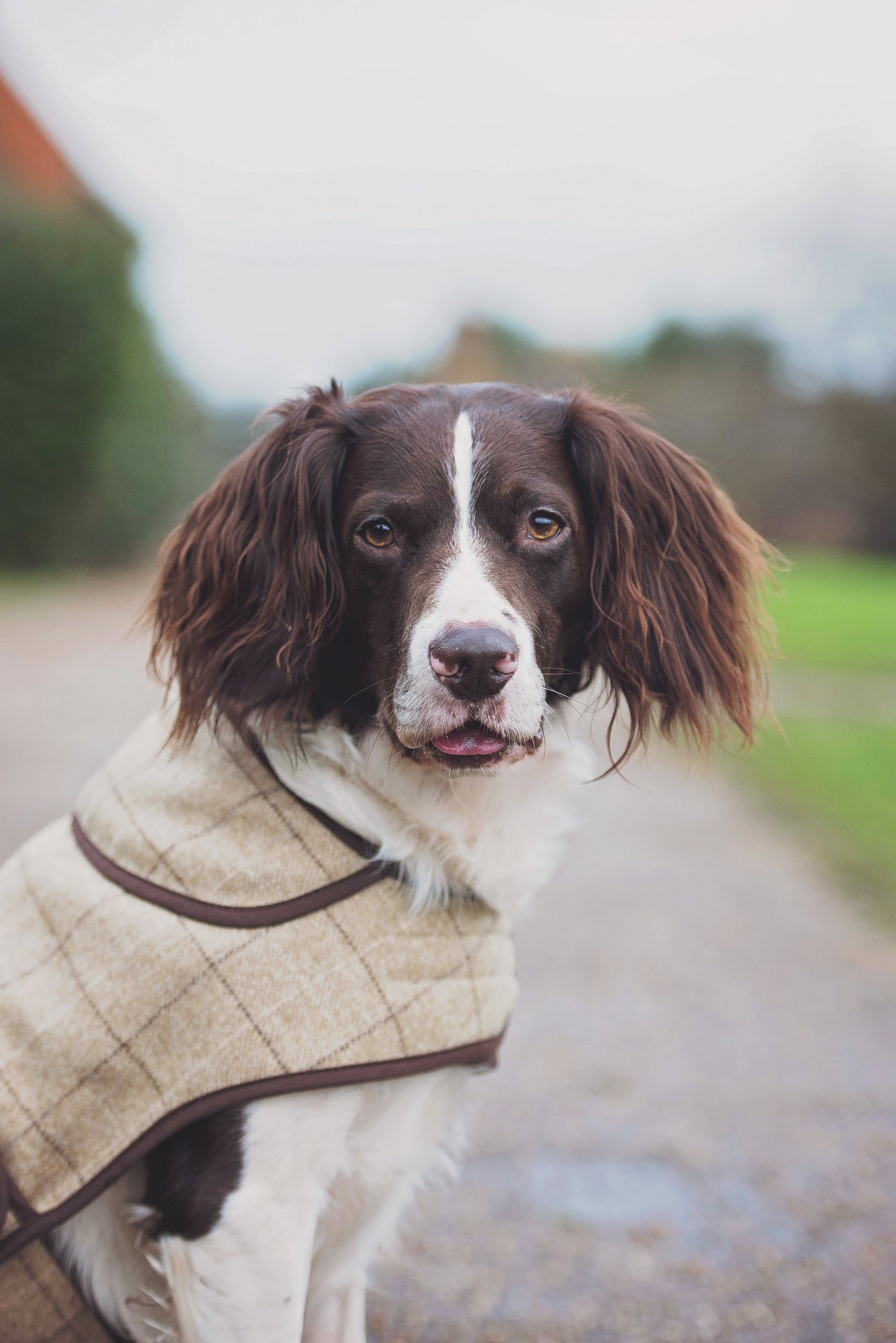 Jasper Dog Coat - スレート オートミール