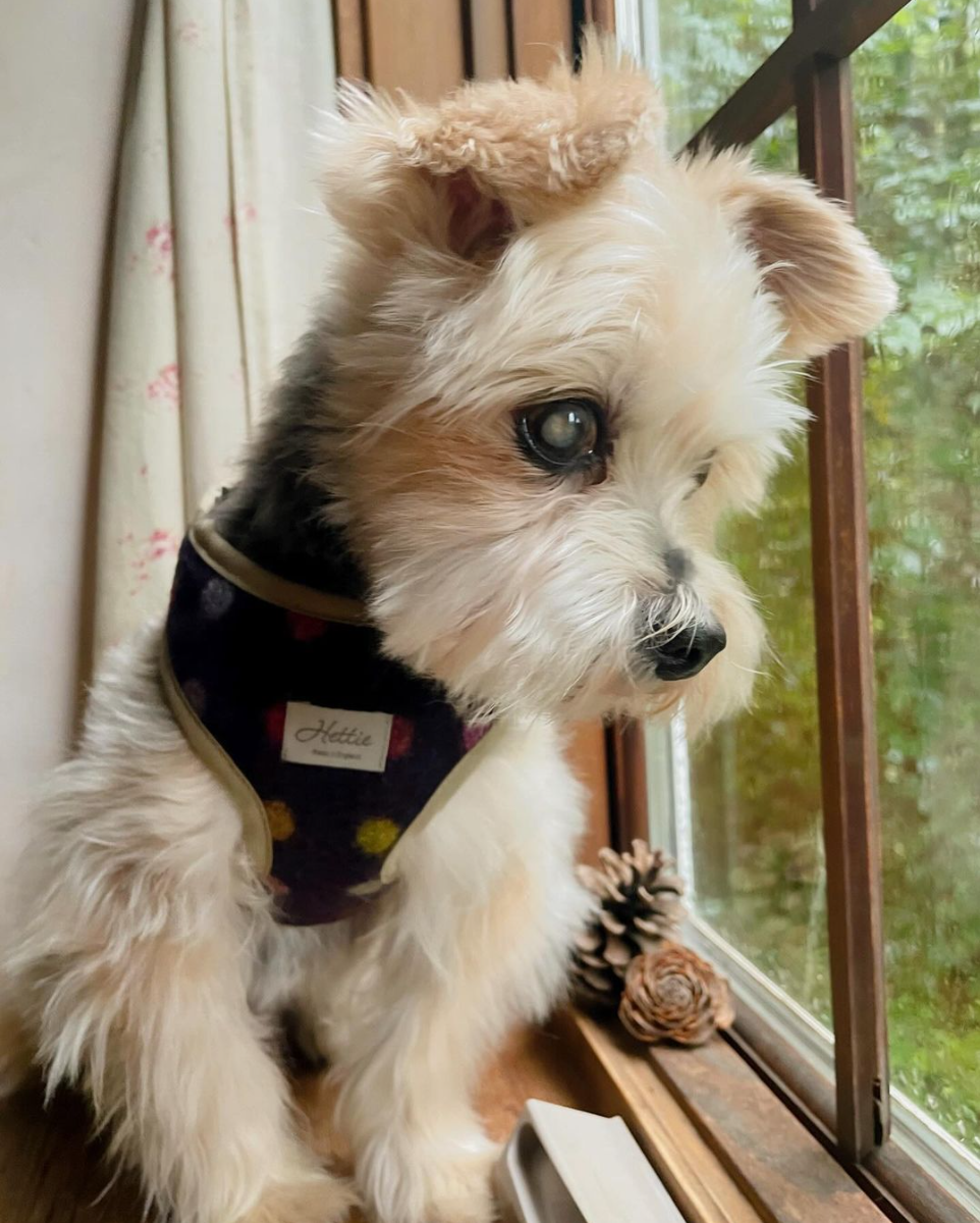 Scooby Dog Harness - マルチスポット ワイン