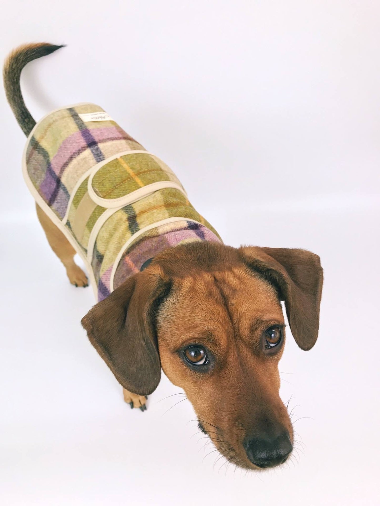 Jasper Dog Coat - ガーグレーブライラック