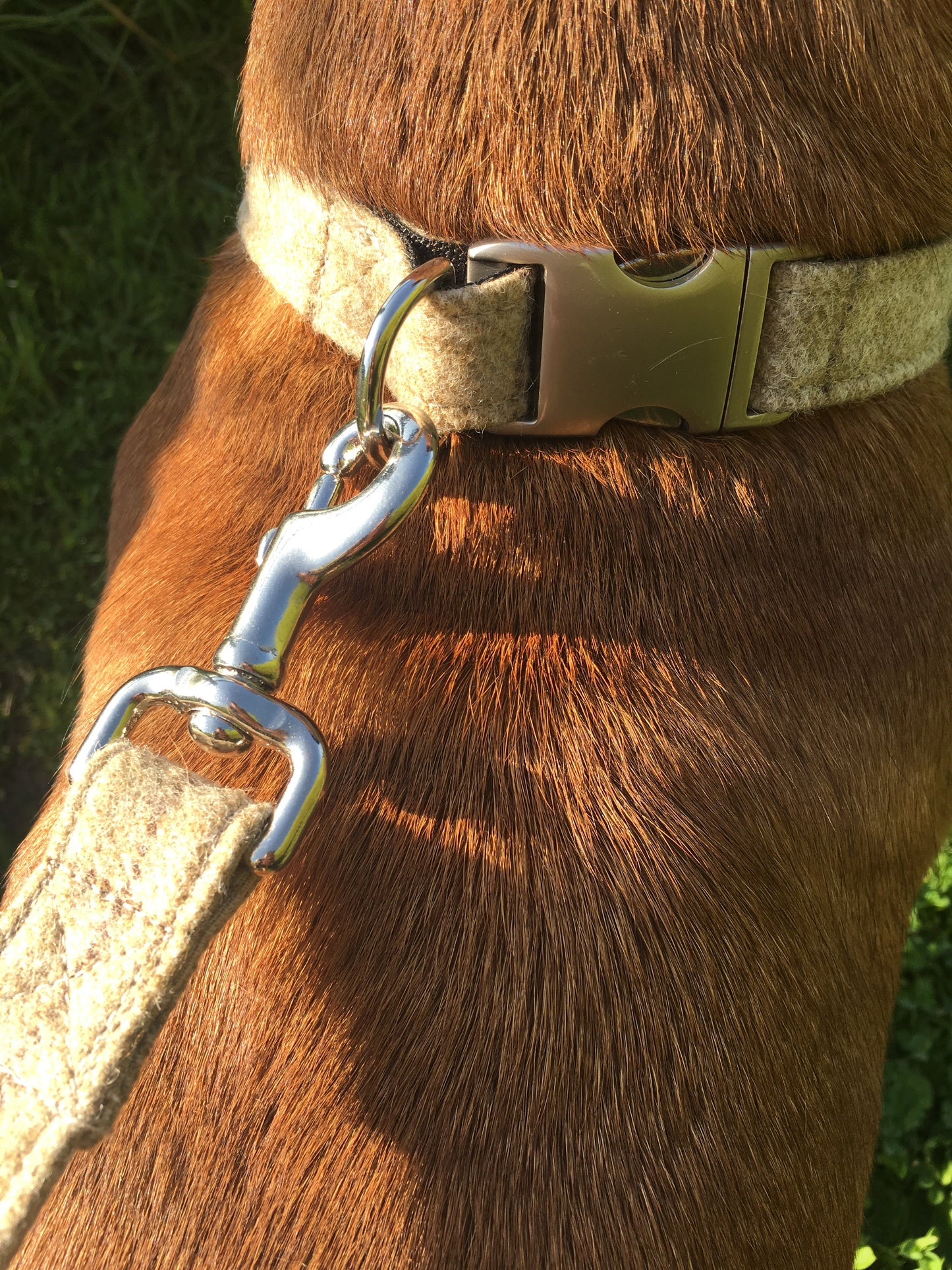 Dog Collar - 首輪 スレート オートミール