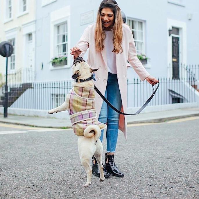 Jasper Dog Coat - ガーグレーブライラック