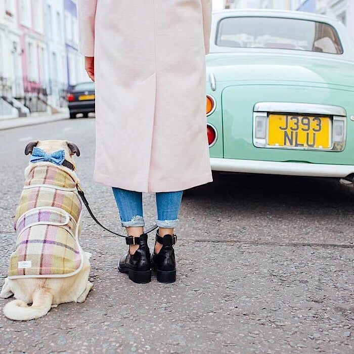 Jasper Dog Coat - ガーグレーブライラック