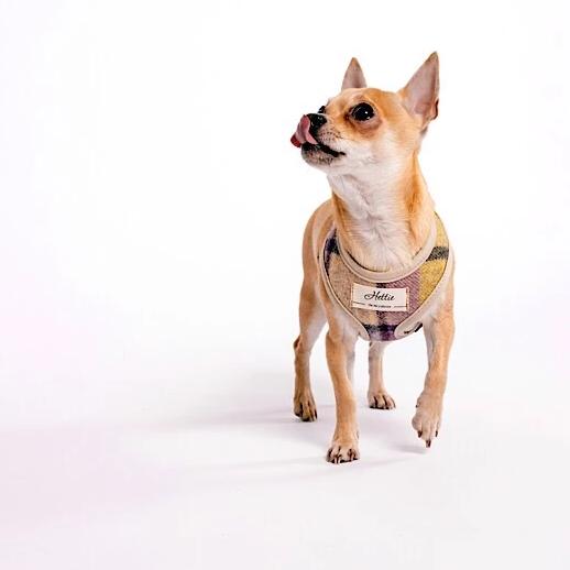Scooby Dog Harness - ガーグレーブ ライラック